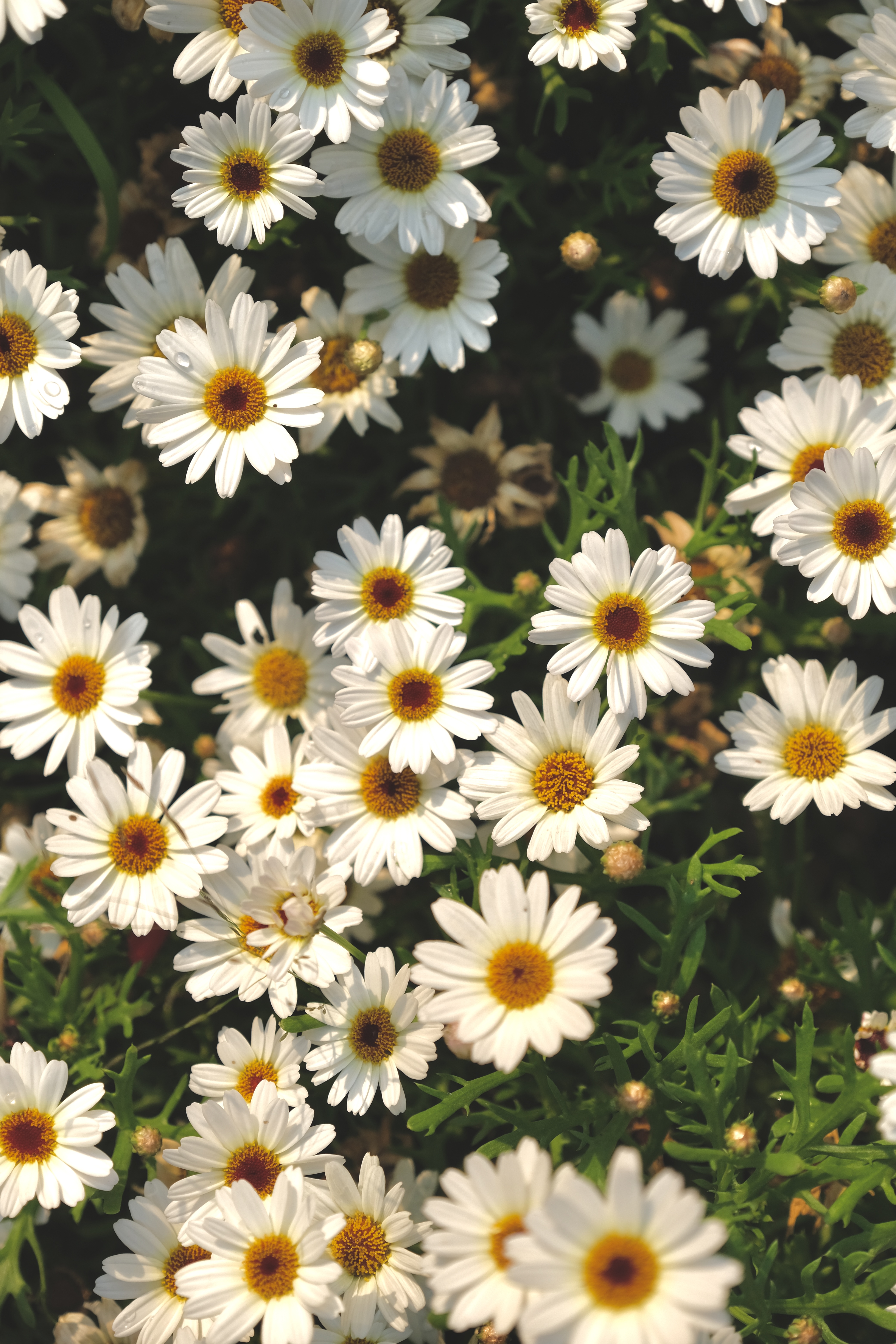 [11월 4주차 정기 출사] 서울 식물원